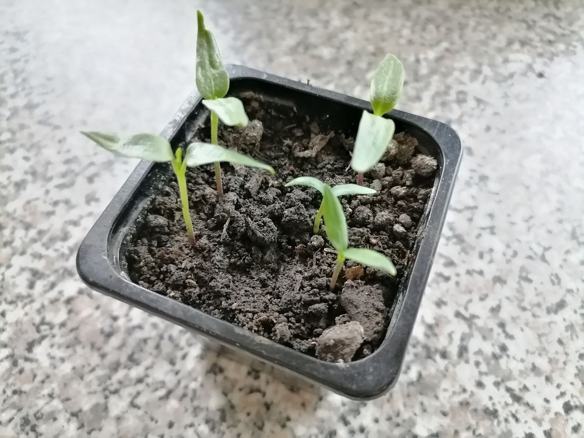 Рассада перца, фото автора