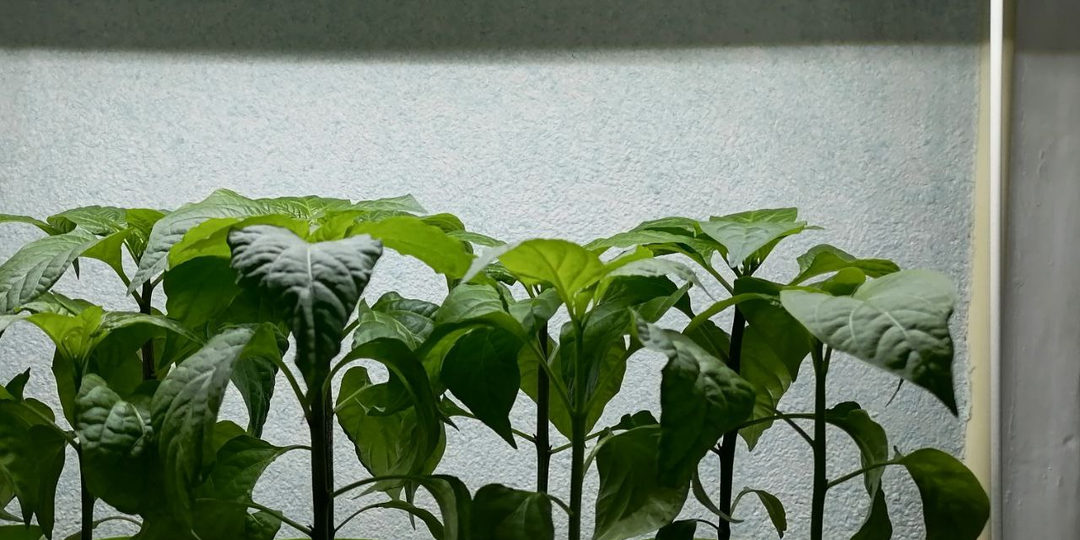 Не губите рассаду: 9 ошибок, которых легко избежать