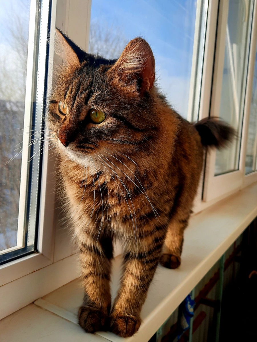 Домой пришла - Русик на лоджии сидит, наверное смотрел в окно, ждал когда я приеду 😊