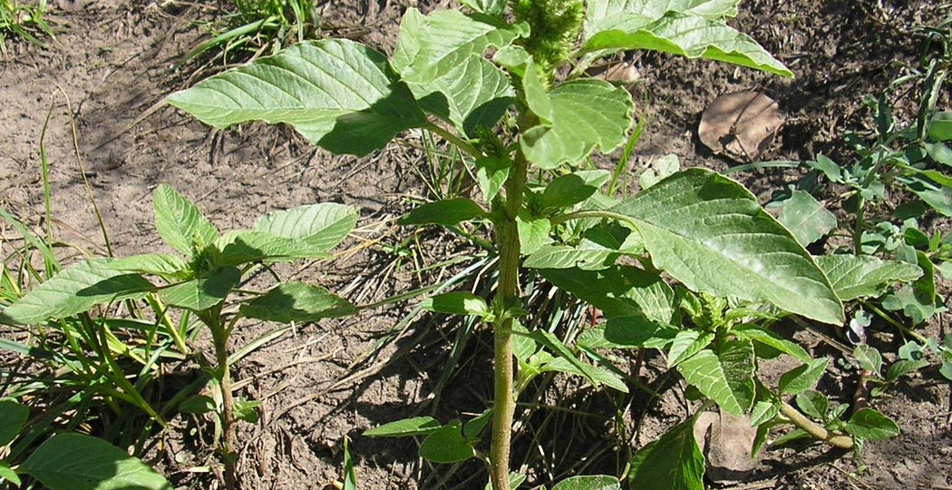 Запретный амарант