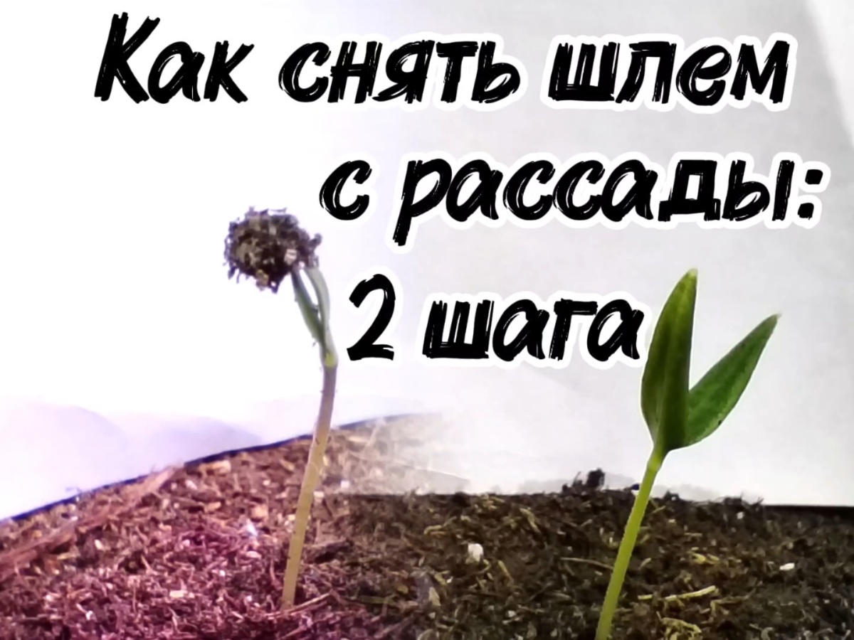 Рассада в шлемах