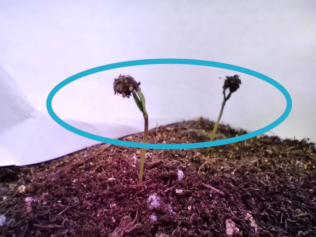 Перец взошел с оболочкой семян