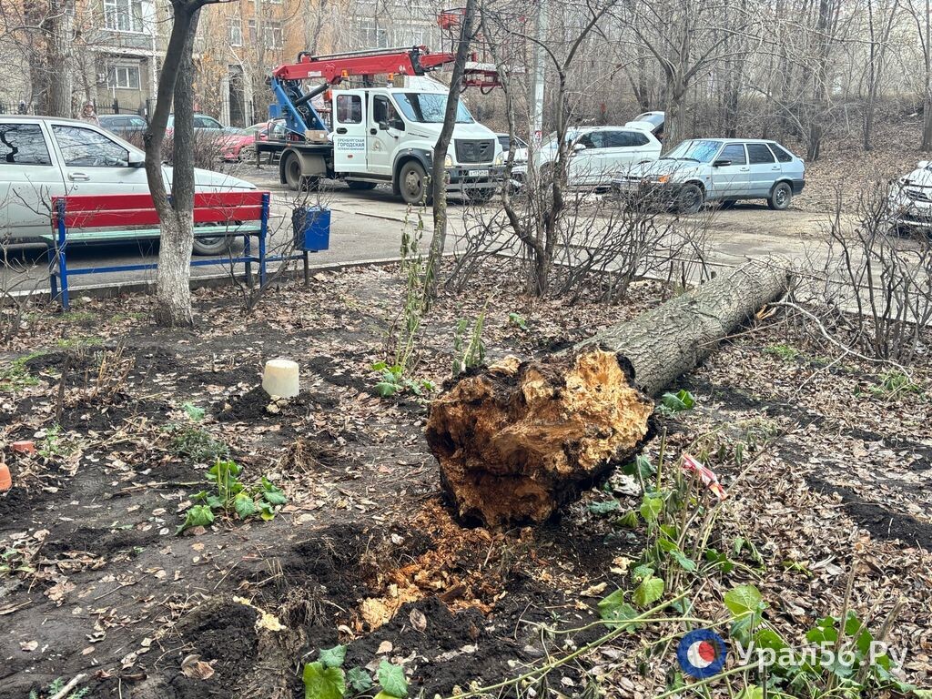    12 млн рублей за ампутированную ногу после падения дерева хочет отсудить девушка из Оренбурга