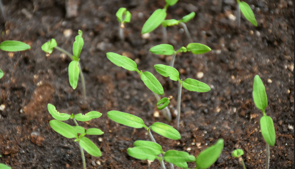 "Семена ТОМАТОВ проклюнулись": как я ухаживаю за всходами дальше, чтобы они не вытягивались и наращивали мощную корневую