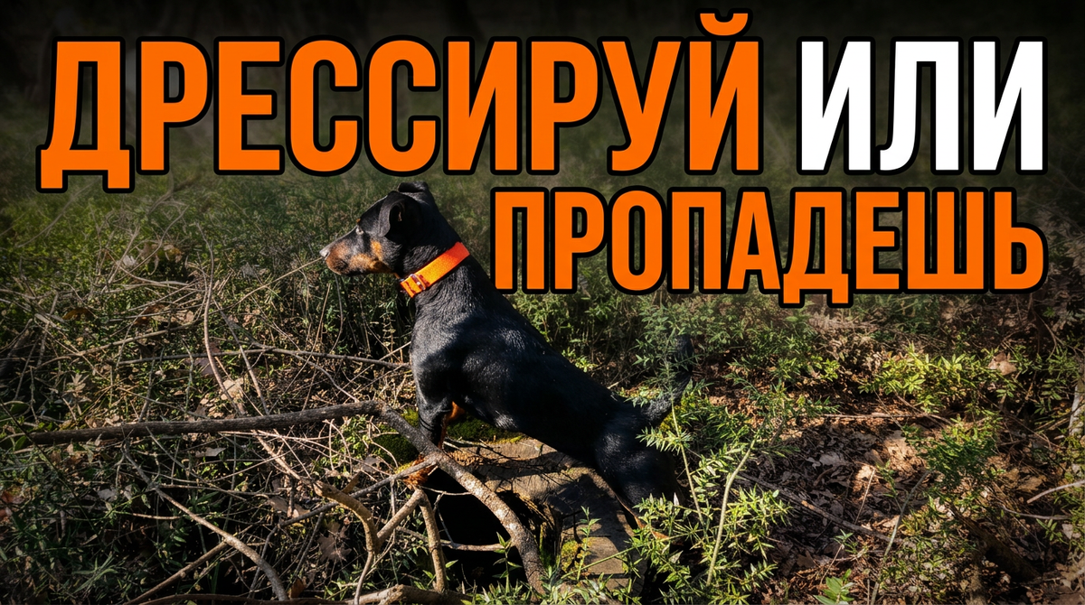 Железная дисциплина без жестокости: как договориться с упрямым ягдтерьером