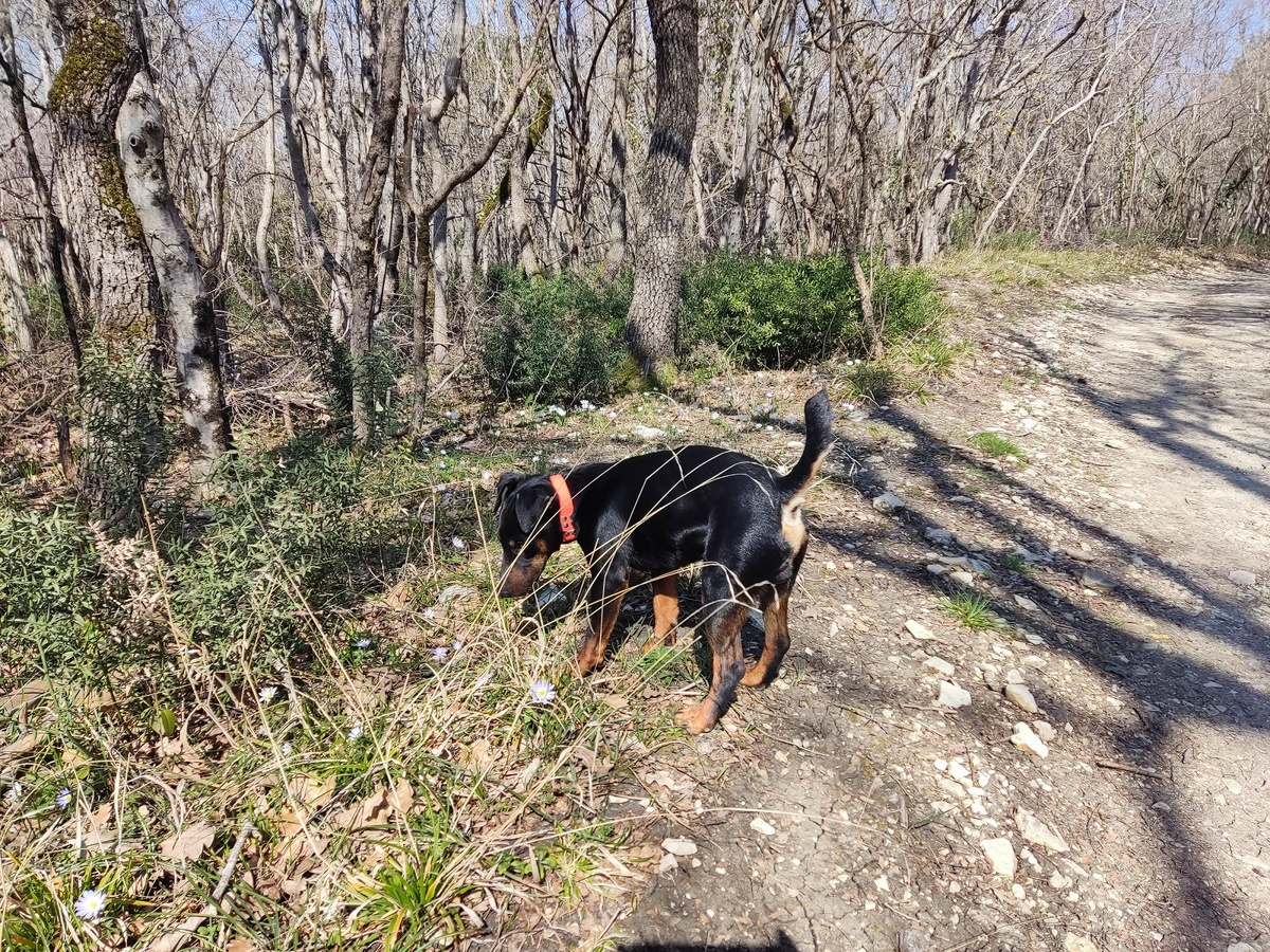 Железная дисциплина без жестокости: как договориться с упрямым ягдтерьером