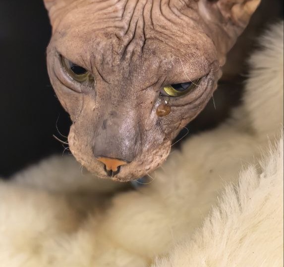 Она не хотела ходить в подпол