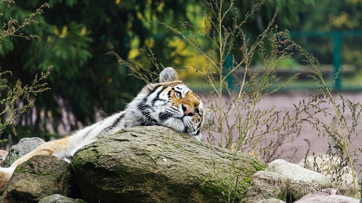    Амурские тигры — самые крупные кошки на планете, чья территория может достигать сотен квадратных километров