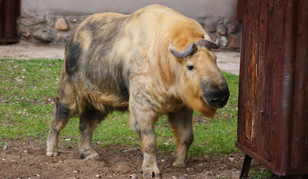 Тот самый загадочный взгляд из-за которого такина считают мистическим стражем Гималаев.