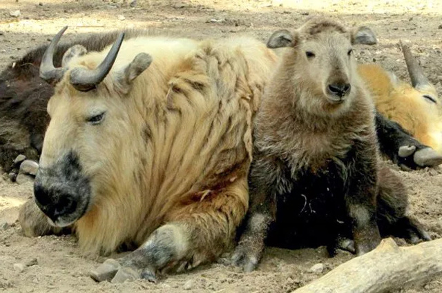 Габариты впечатляют: при росте 130 см эта гора мышц выглядит по-настоящему устрашающе.