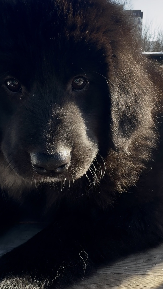 Щенок деврчка Монгольский банхар 