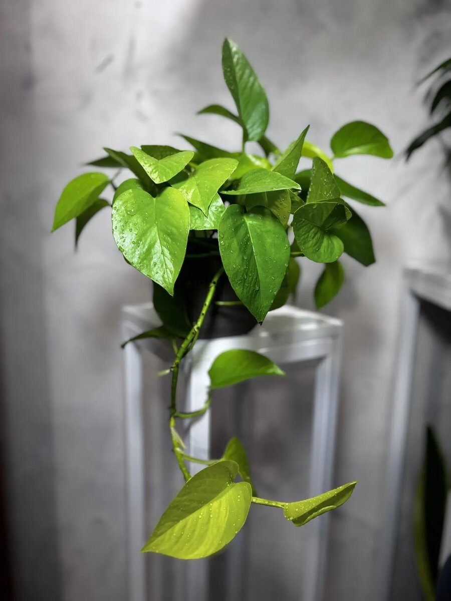 Эпипремнум НЕОН