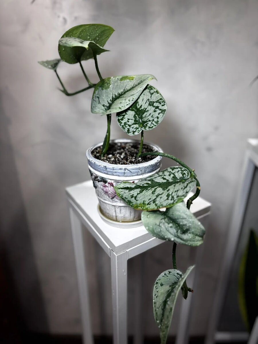 Сциндапсус Экзотика