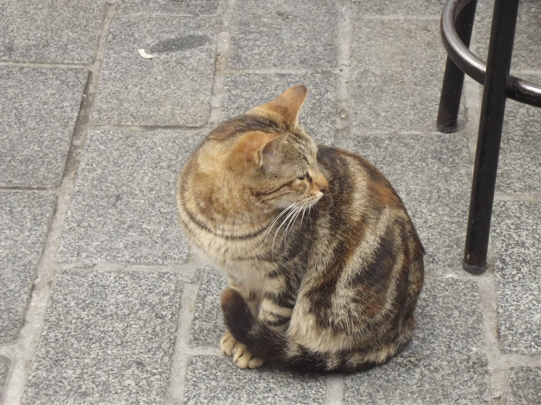 Стамбул - город кошек