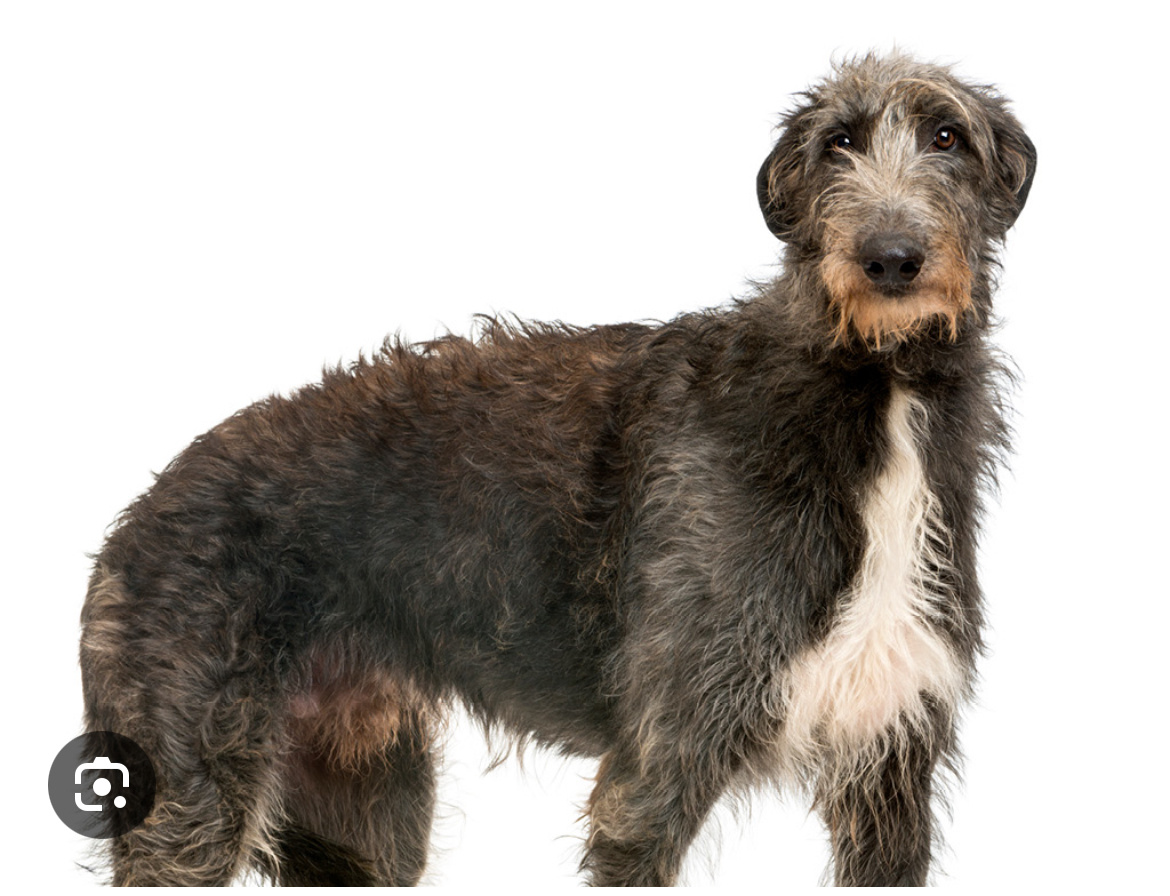 Именно таким он был и во сне! Не волкодав, но Дирхаунд