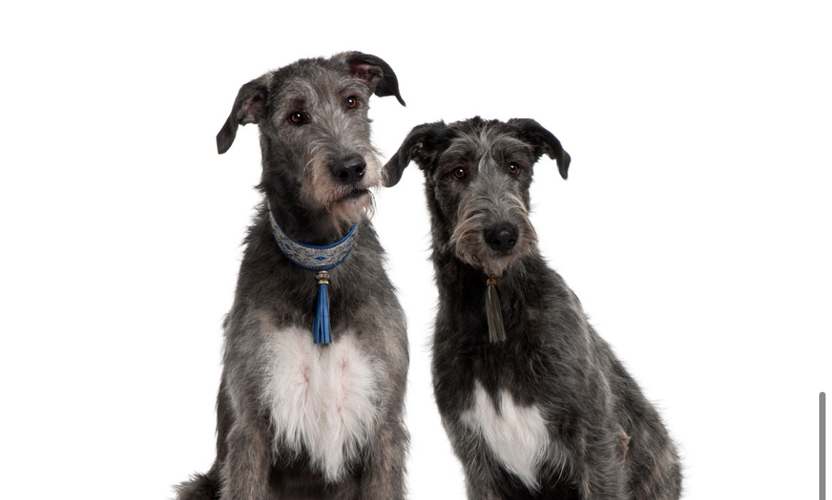 Ирландский волкодав - милейшие морды, до 110 см в холке