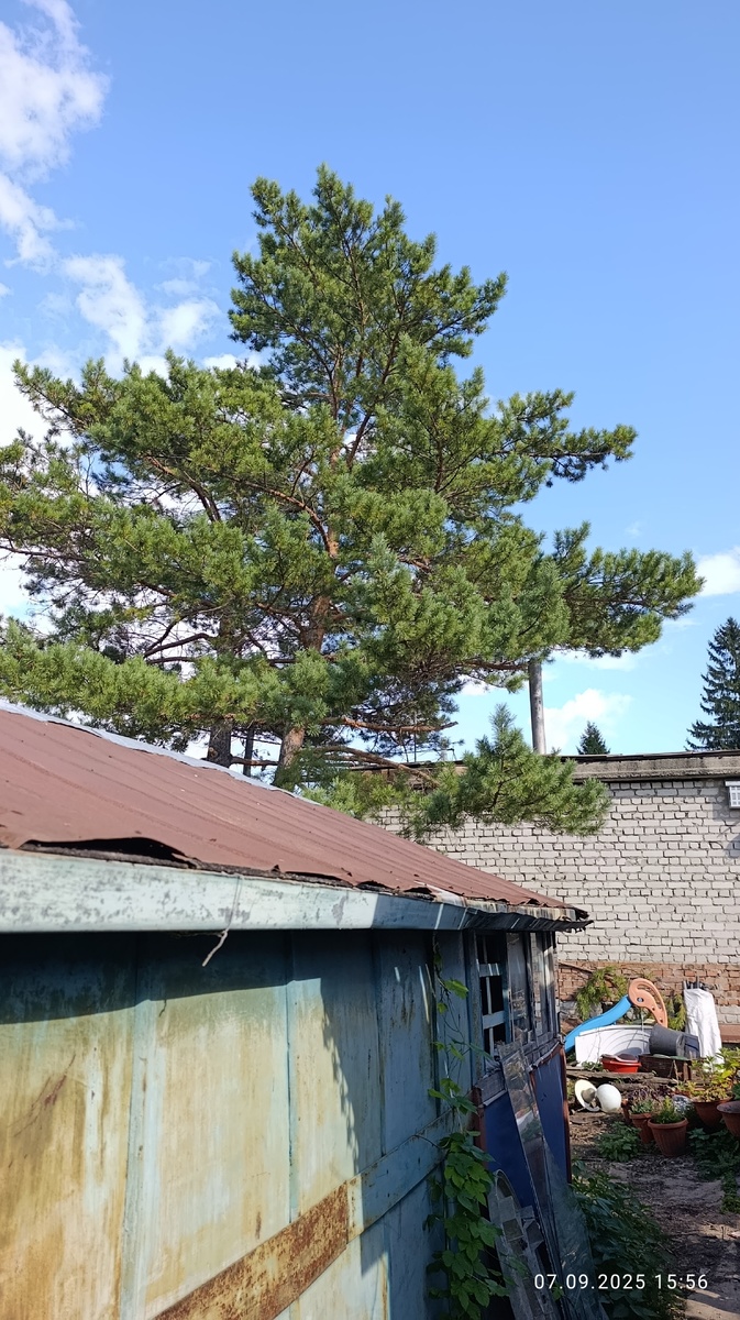 Любимая на новом участке правда пришлось ее хорошенько обрезать.