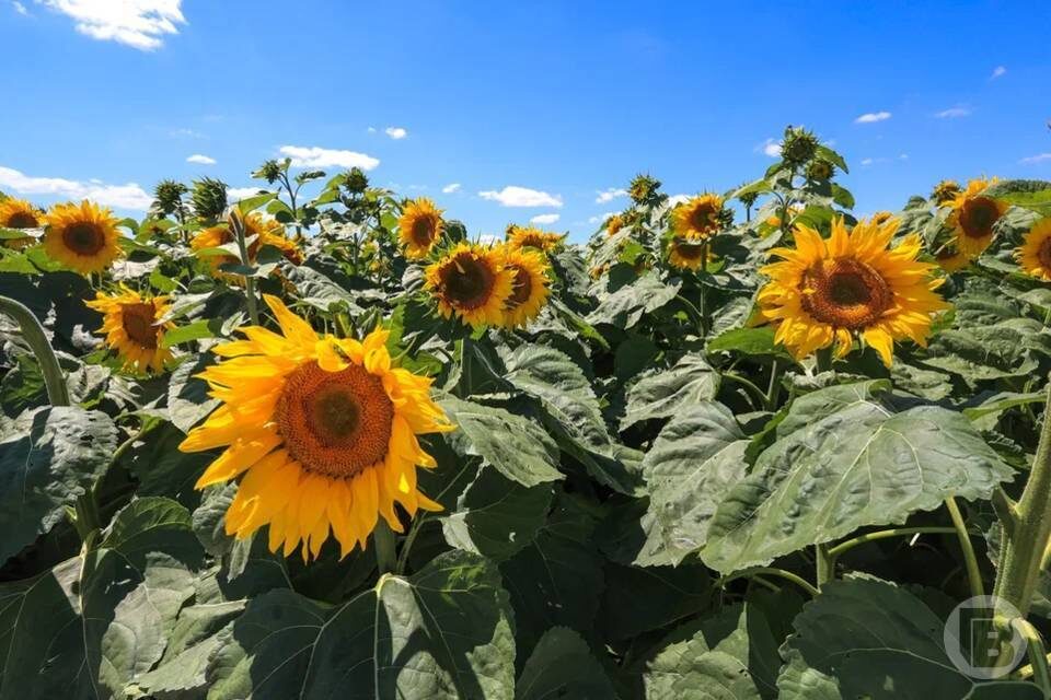    фото: Дмитрий Рогулин / "Городские вести"