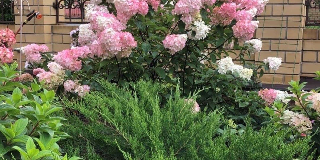 Низкая, средняя, высокая: 3 уровня обрезки метельчатых гортензий