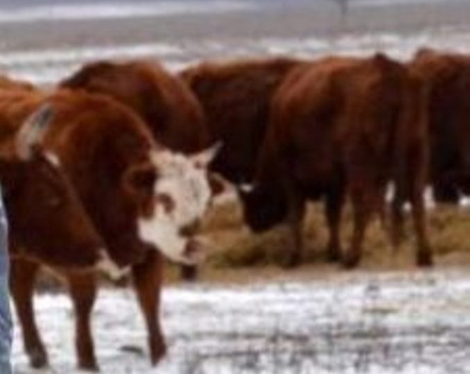 Массовый забой скота в регионах: может ли это коснуться наших фермеров?