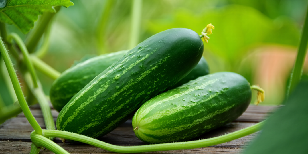 Изменила посев: Получила 108 кг огурцов вместо 20 кг