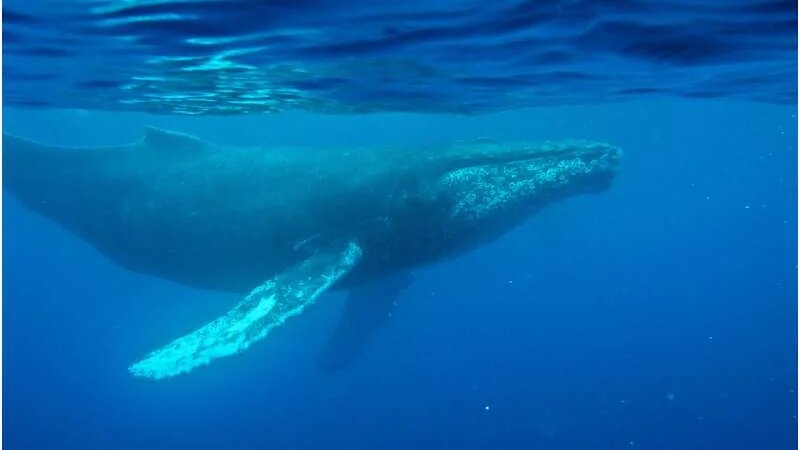 На фото изображен кит 24 февраля 2009 года недалеко от острова Мауи, Гавайи. Источник: Аран Т. Муни/Океанографический институт Вудс-Хоул через AP.