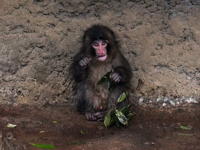    Фото: ТАСС/AP/Hiro Komae