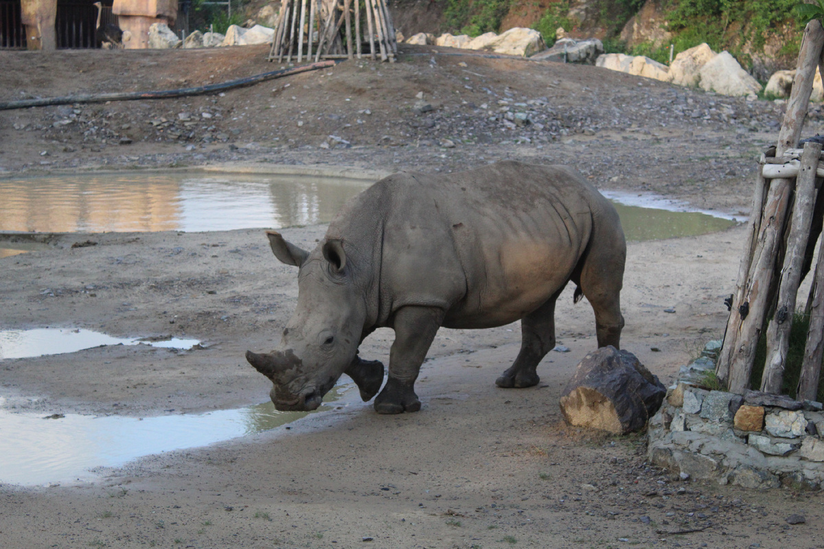 Носорог: классно же!