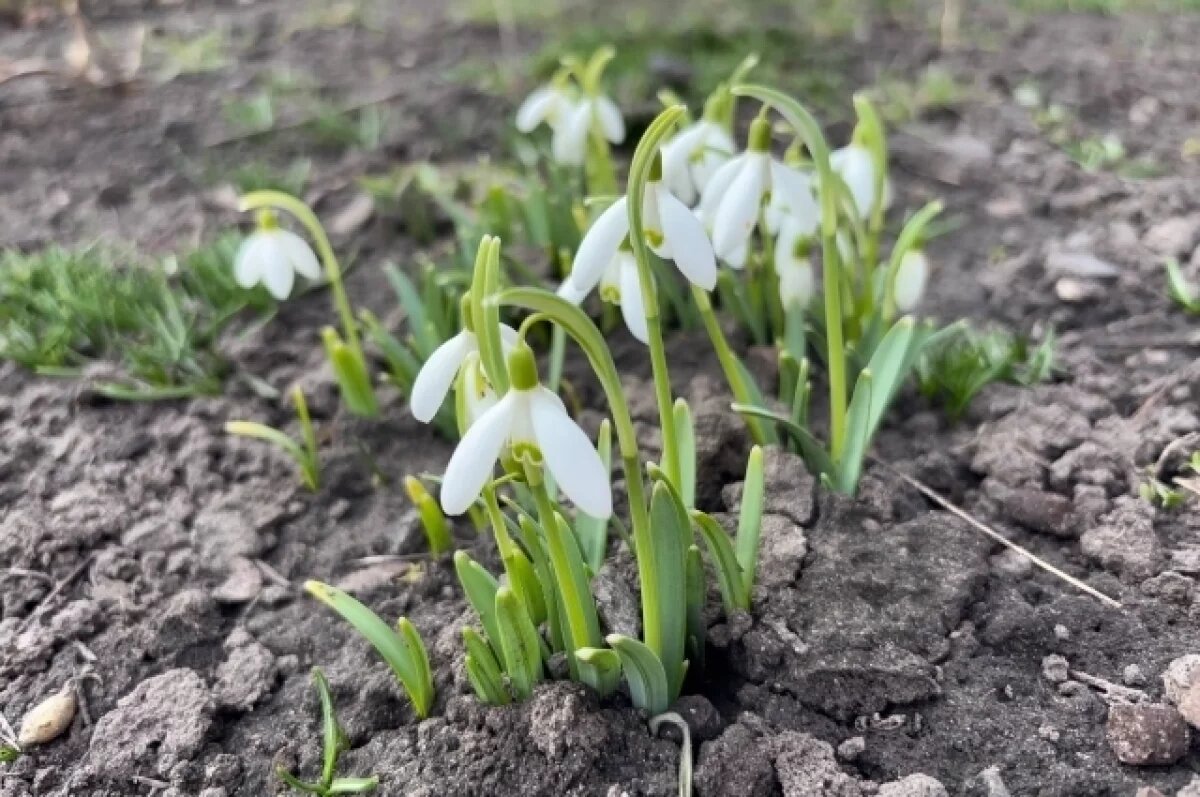    До +15 градусов прогнозируется в Псковской области 17 марта