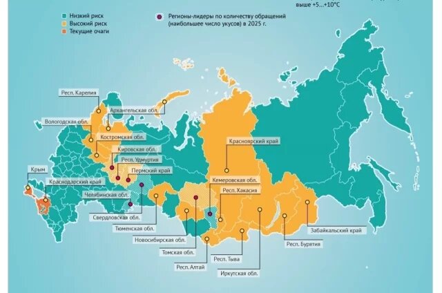    Карта активности клещей — 2026. Инфографика