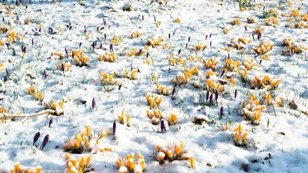 Перед заморозками устоял только Балчуг