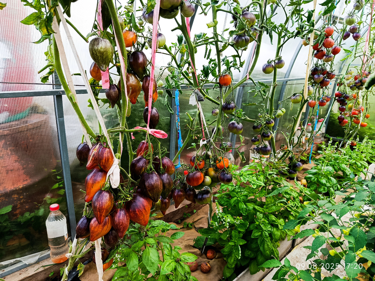 Может быть повторю этот рецепт для ускорения поспевания. Если лето и в 26 году будет очень коротким