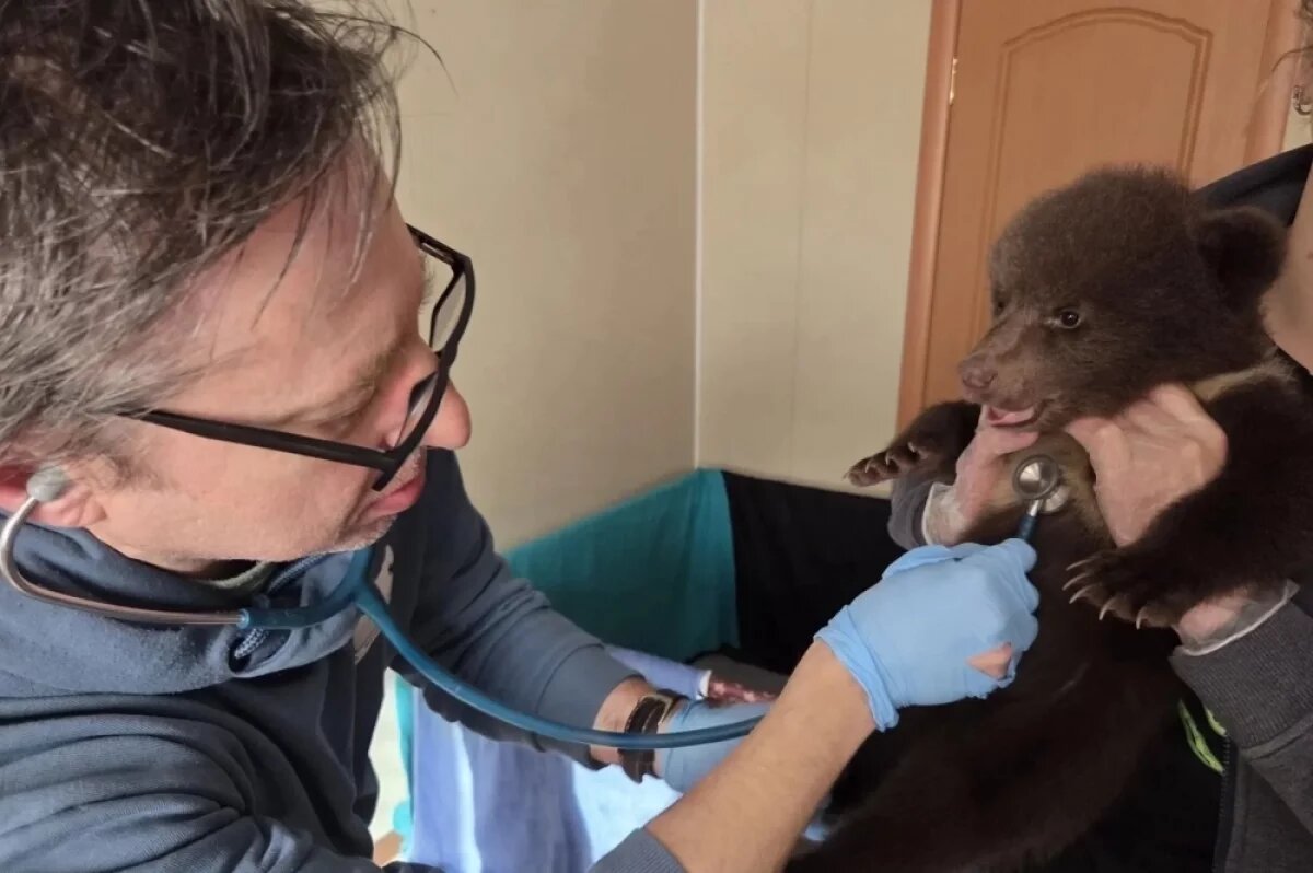    Ветеринары осмотрели спасённых медвежат из Тверской области