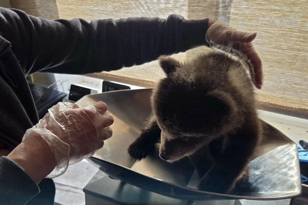    Фото: Центр спасения медвежат-сирот