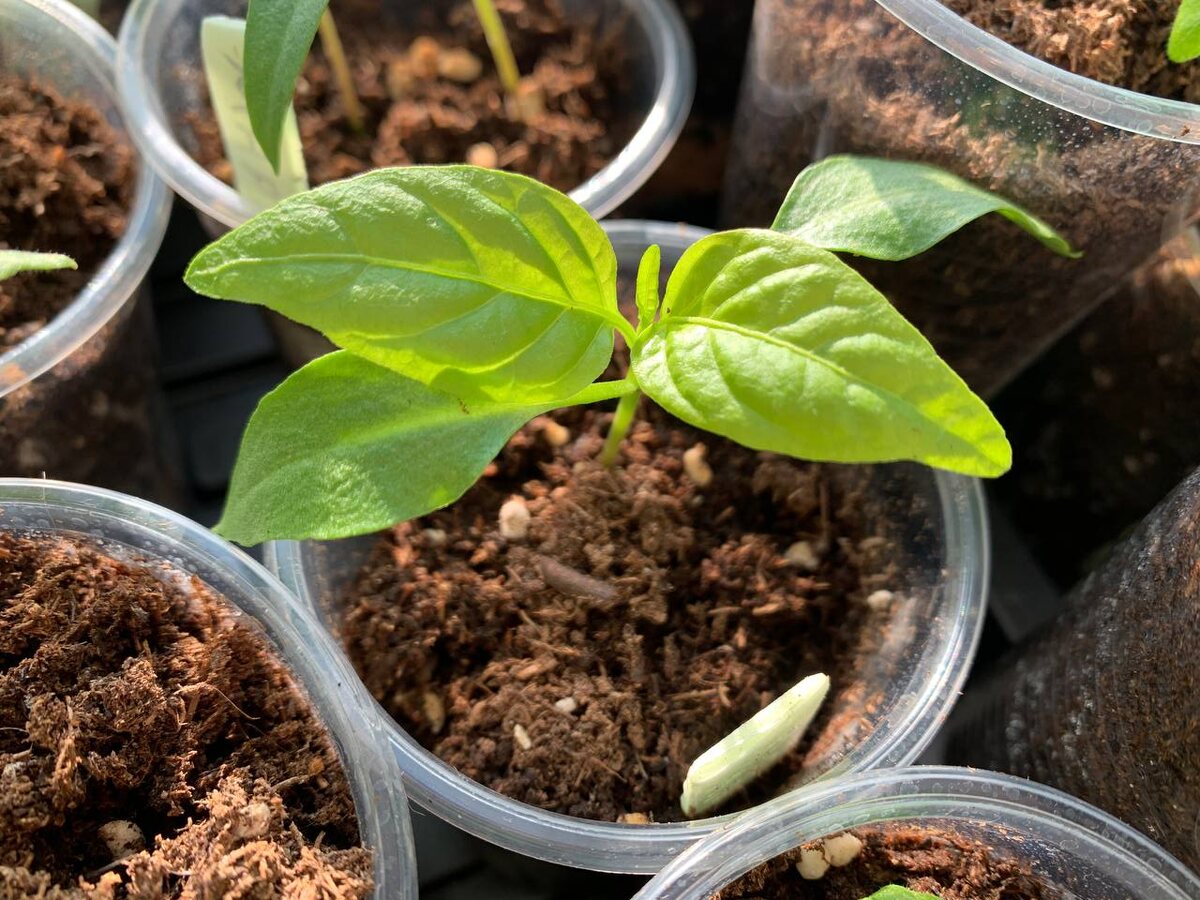 Рассада перцев. Фото автора 