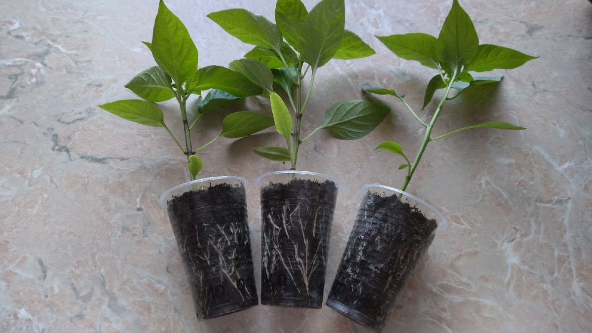 Перцы – культура нежная. Фото автора 