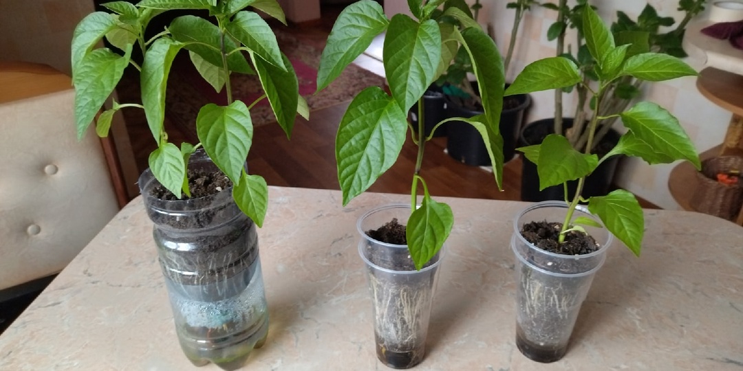 Если перцы надо пересеять в марте: 3 фишки – и поздняя рассада догонит и перегонит раннюю