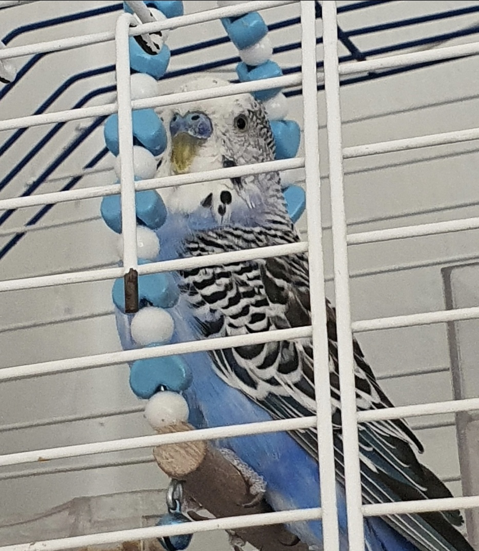 Мавиш во всей красе