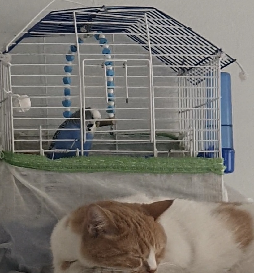 Вечная парочка Мавиш и Кашмусик