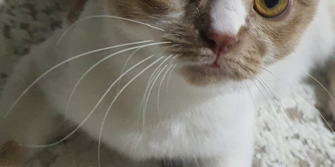 О моем турецком зоопарке