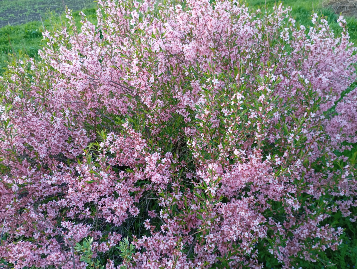 Миндаль Розовая пена, фото автора.