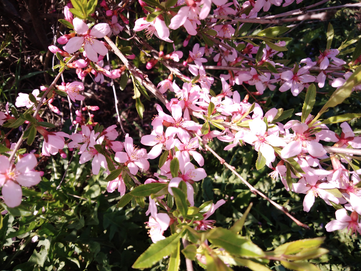 Миндаль Розовая пена, фото автора.