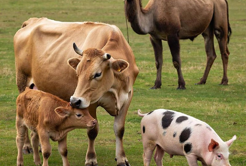 Массовые убои скота в Новосибирской области и других регионах РФ