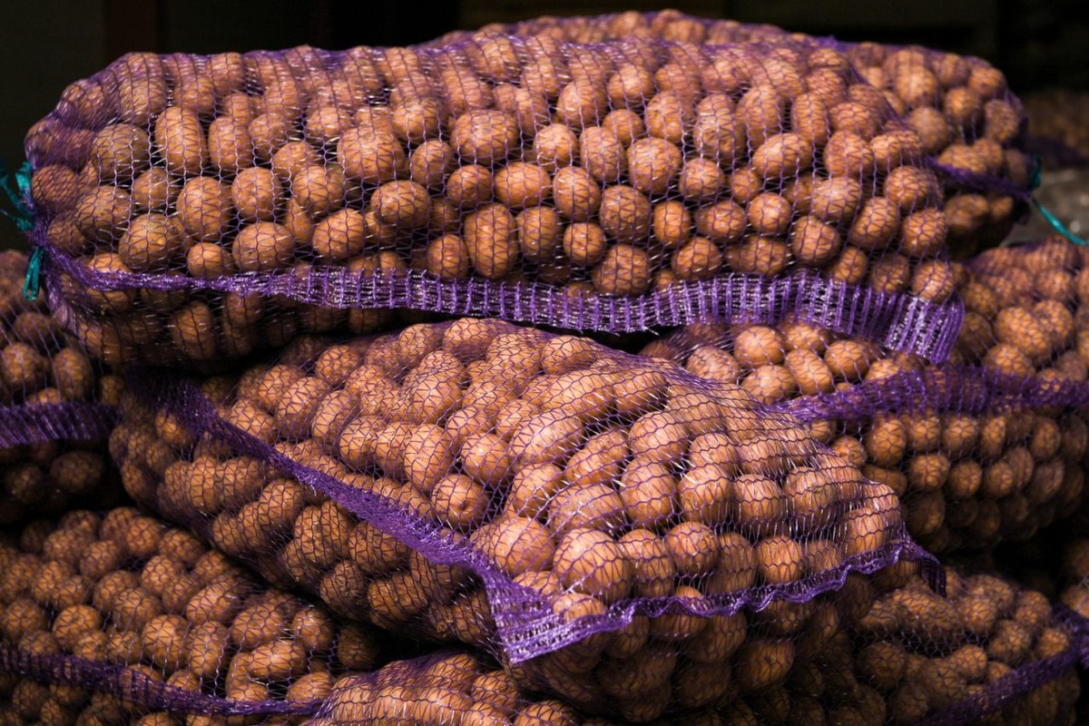    Картофель от Ксении Сосункевич. Фото: "Республика" / Сергей Юдин