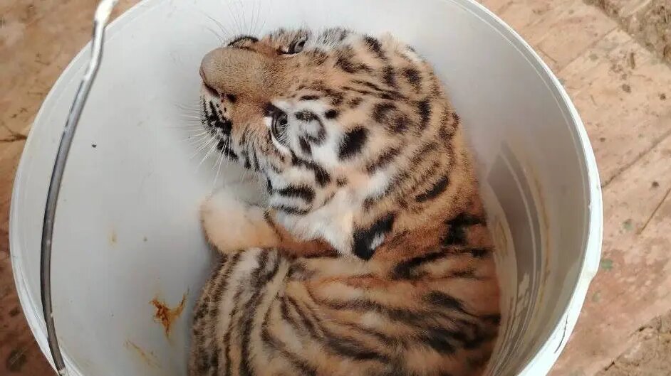    Источник: vm.ru/ София Васильева