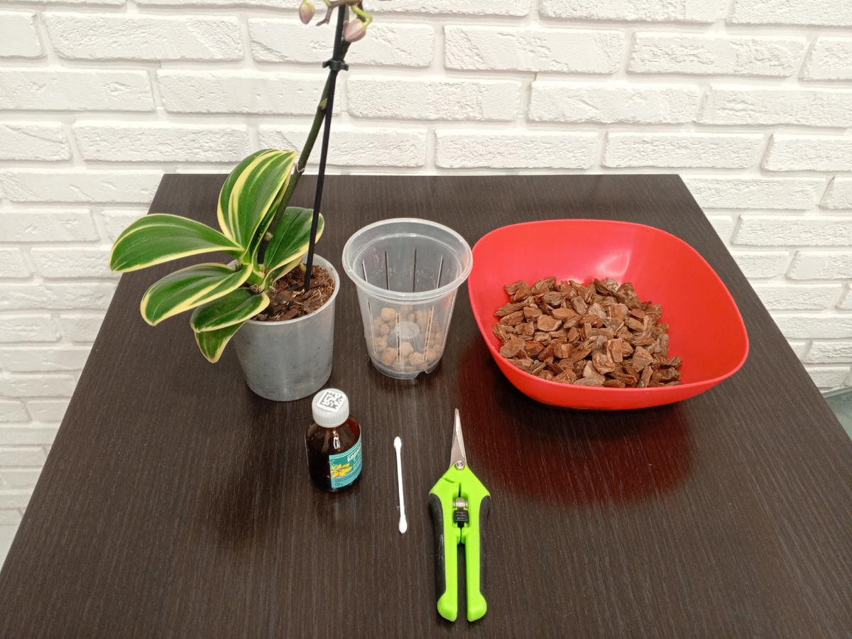 Приготовила все для пересадки