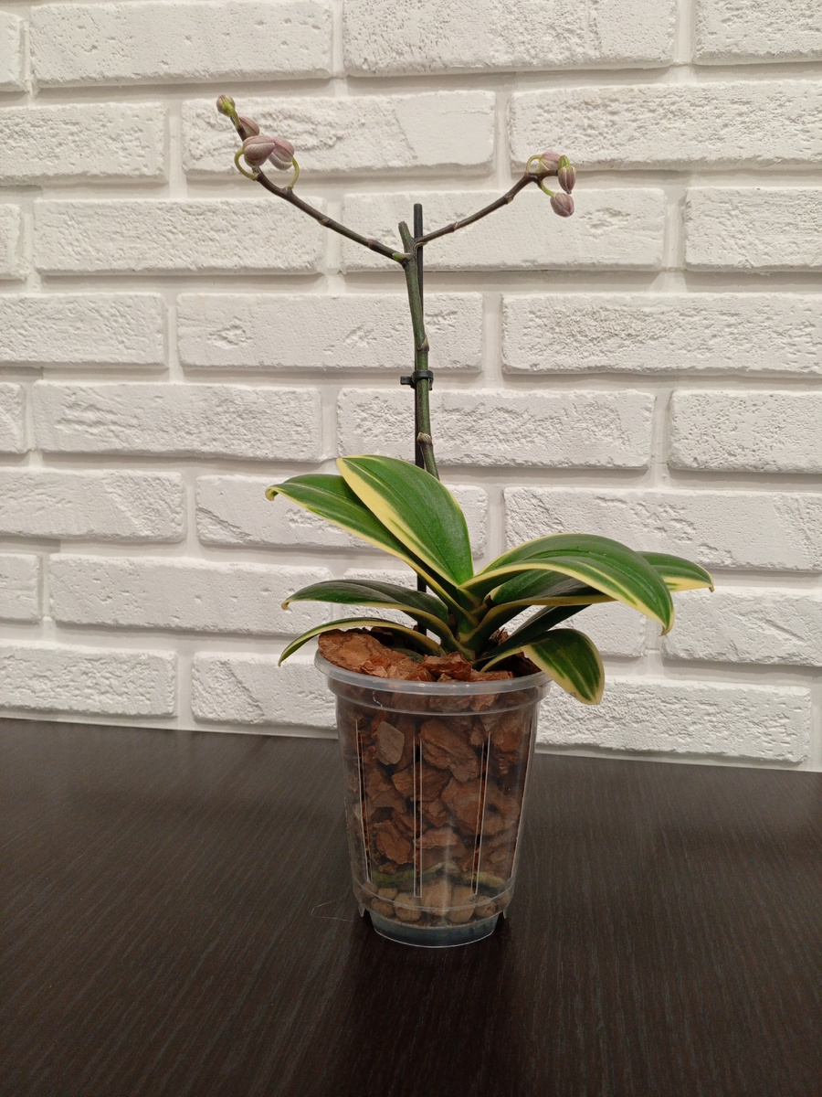 Вот такая посадка у меня получилась