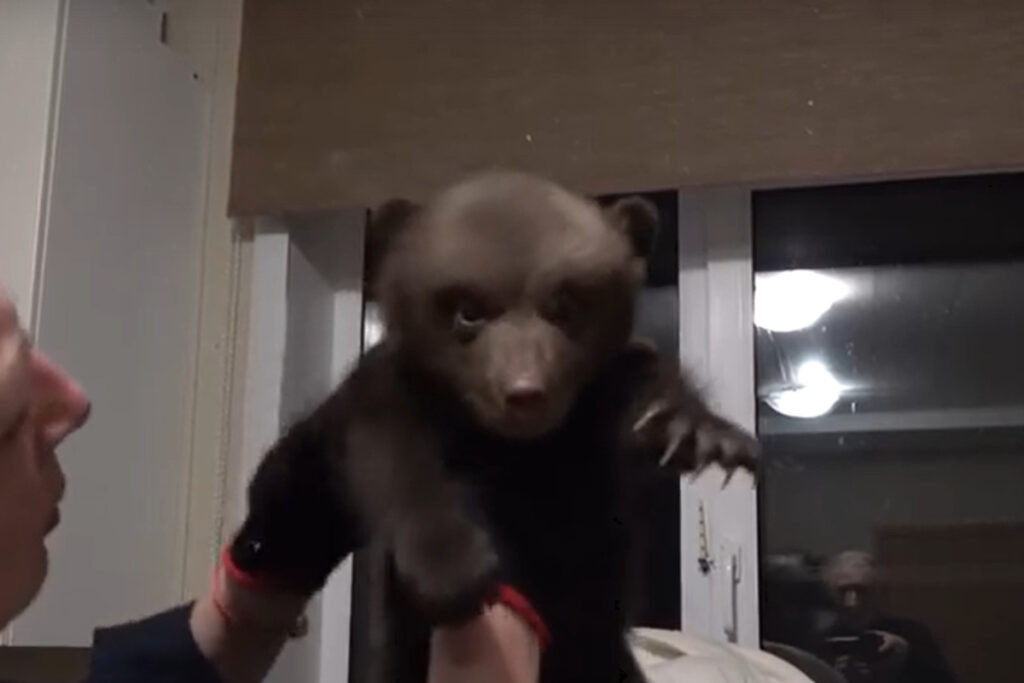    Фото: скриншот видео