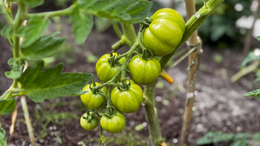    Первый городской канал Калининград