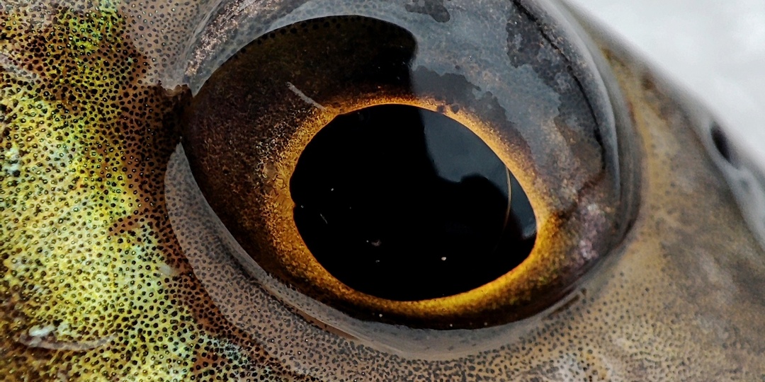 Новое место для общения рыболовов - Max Fishing Club